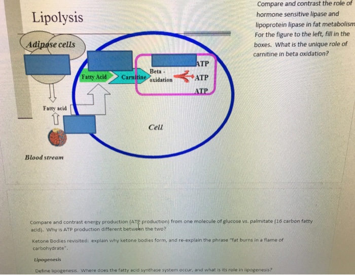 Solved Compare and contrast the role of hormone sensitive