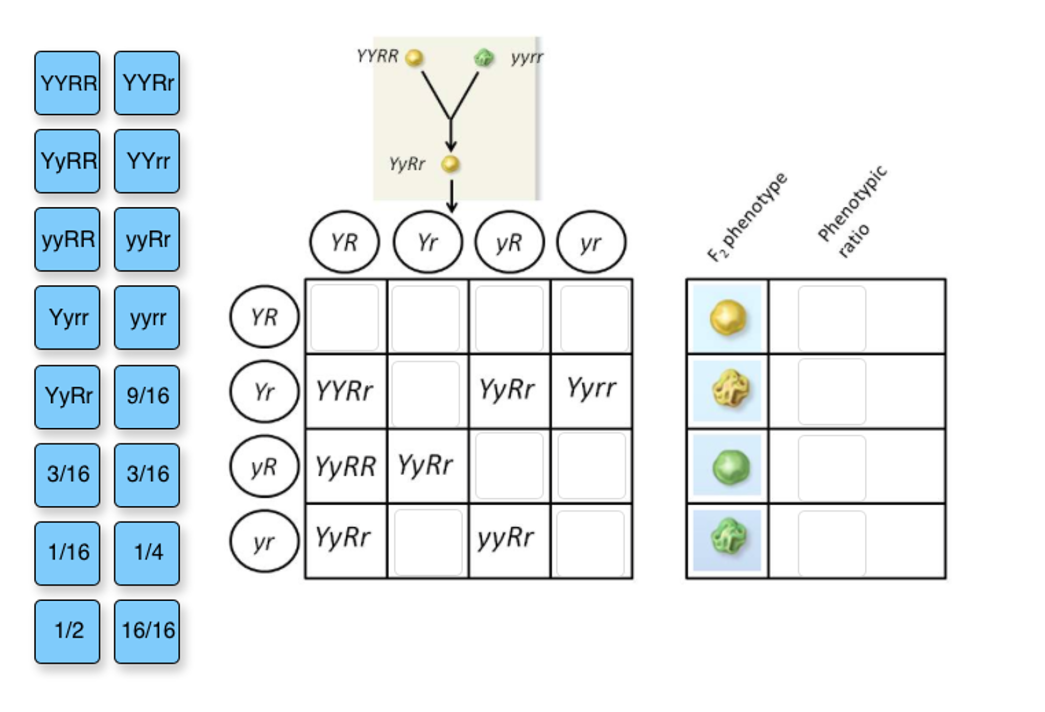 solved-in-pea-plants-yellow-seeds-y-are-dominant-to-green-chegg