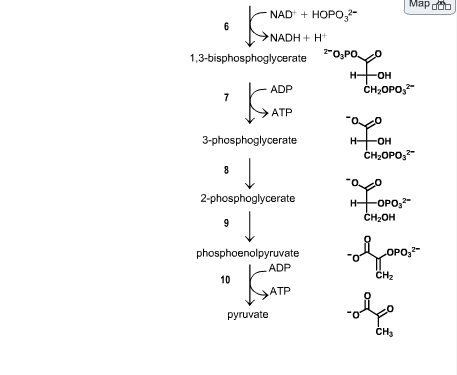 Solved the oxidation-reduction reactions of glycolysis. Use | Chegg.com