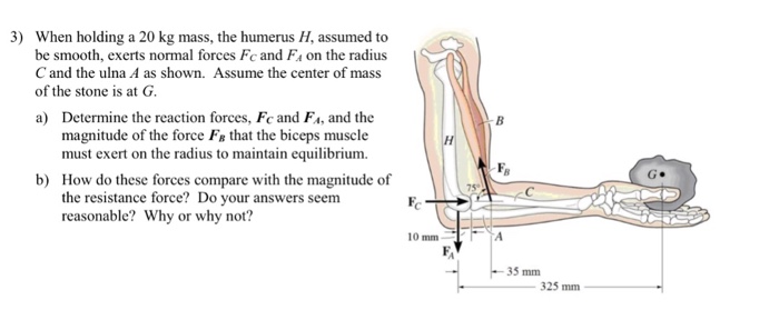 Solved When holding a 20 kg mass, the humerus H, assumed to | Chegg.com