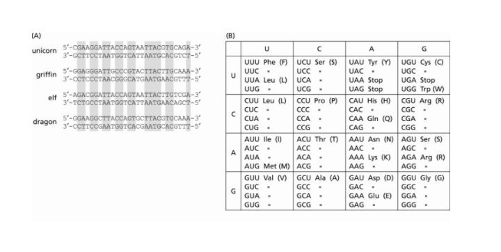 Solved 2) Alignment of the DNA sequences of orthologous | Chegg.com