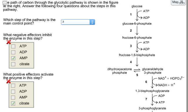 Solved deb e path of carbon through the glycolytic pathway | Chegg.com