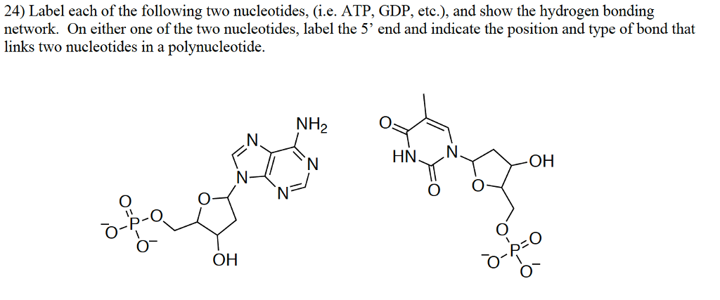 Solved 24) Label each of the following two nucleotides, | Chegg.com