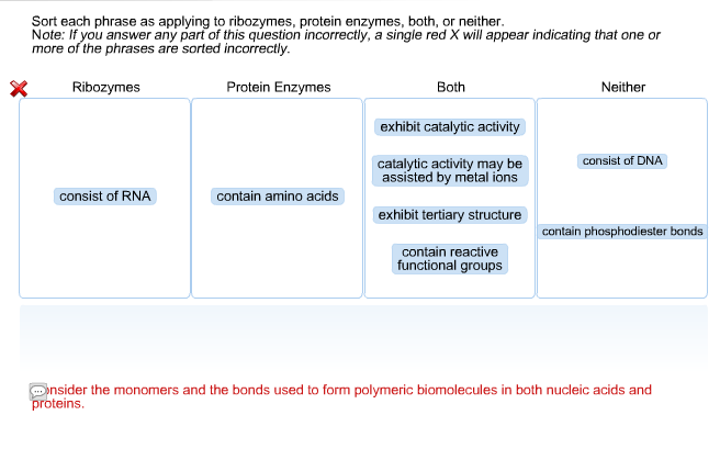 Solved Sort each phrase as applying to ribozymes, protein | Chegg.com