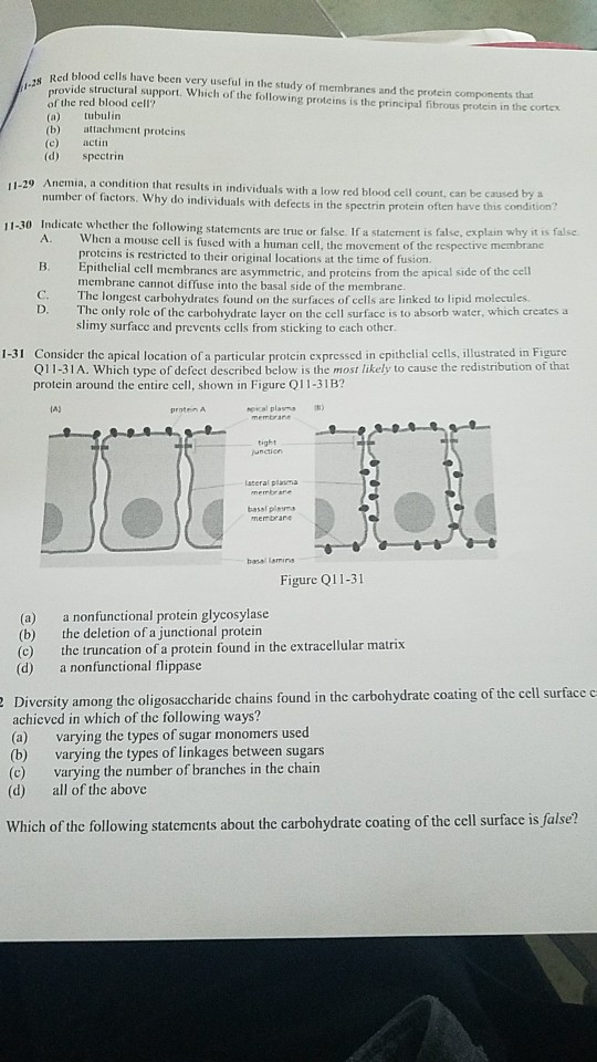 Solved Red blood cells have been very useful in the study of | Chegg.com