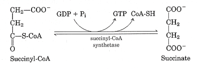 Solved 3. SuccinylCoA synthetase (also called