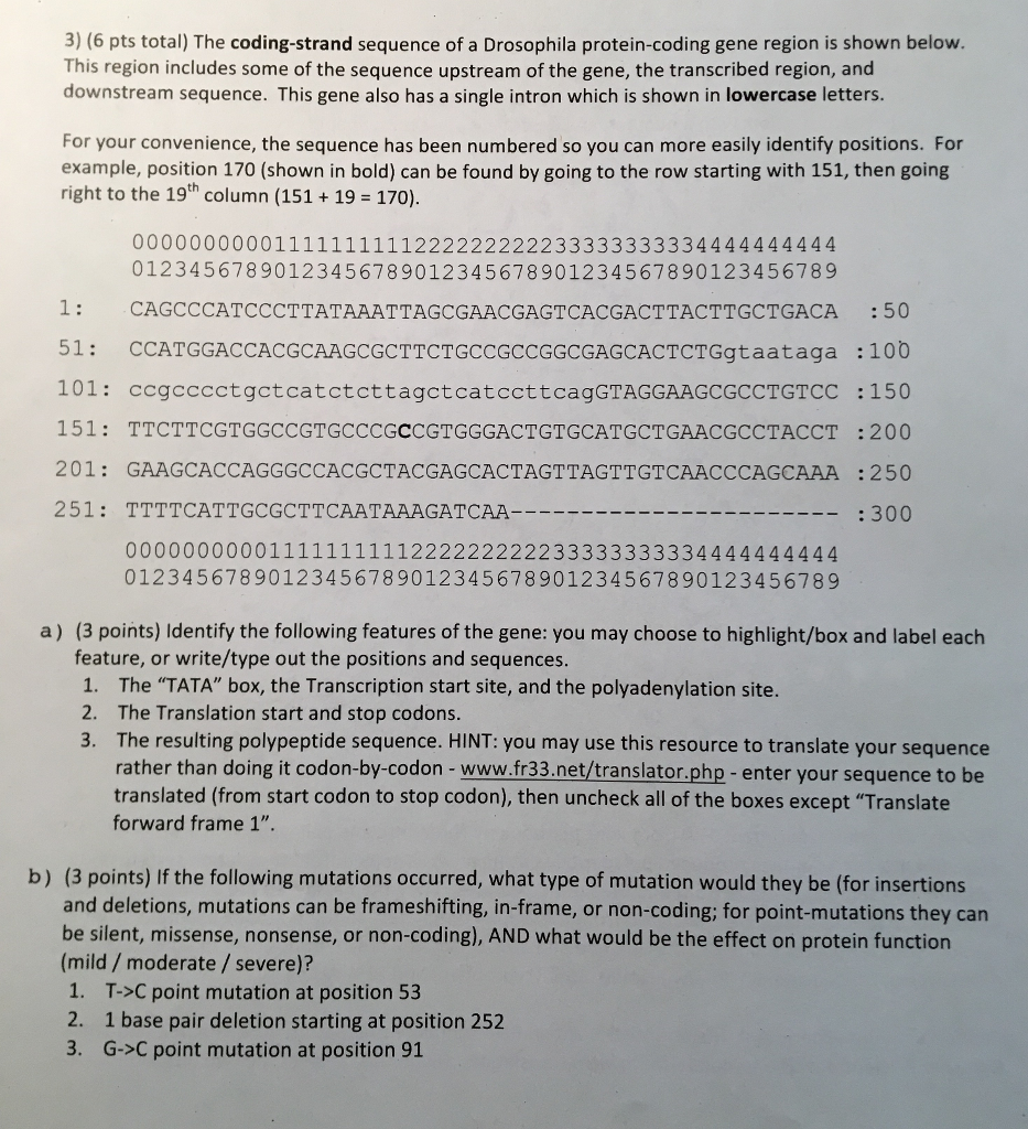 Solved The coding strand sequence of a Drosophila | Chegg.com