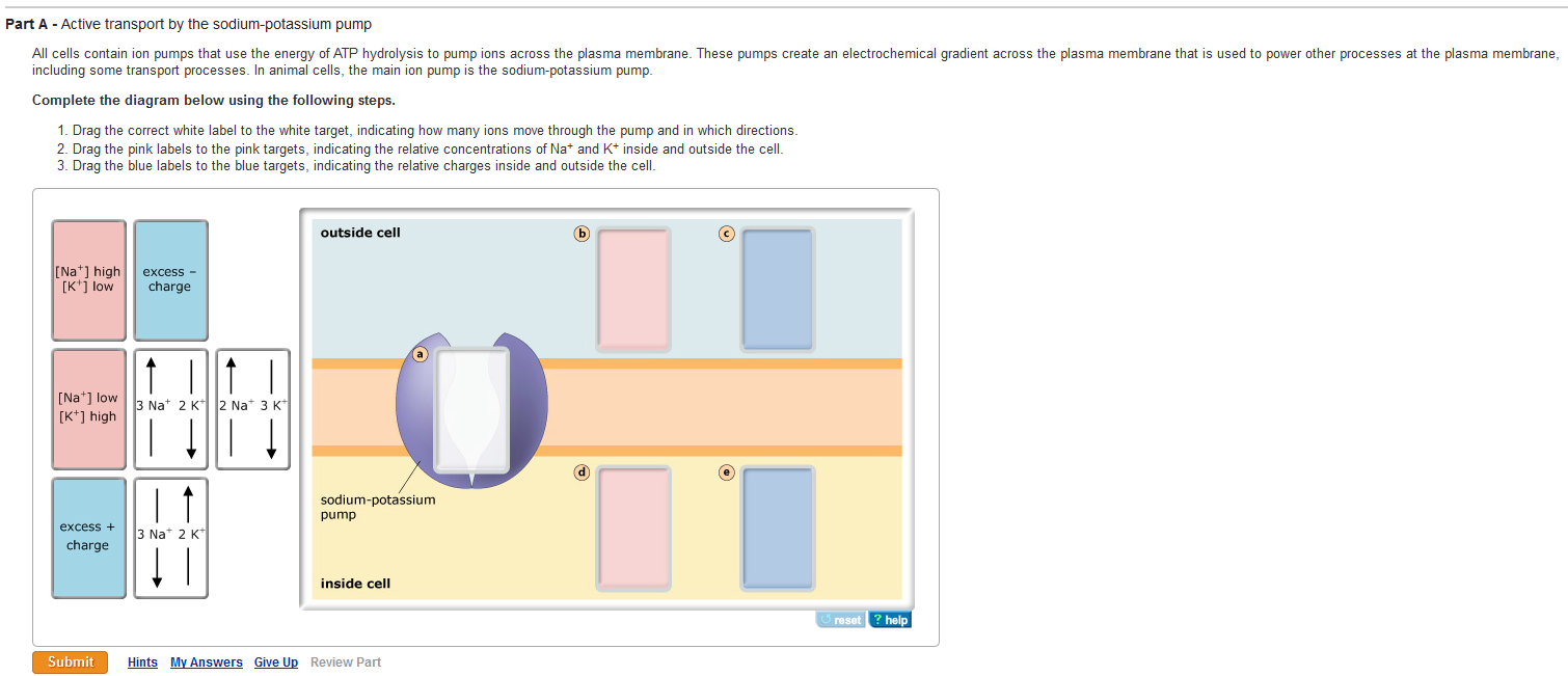 Solved All Cells Contain Ion Pumps That Use The Energy Of...
