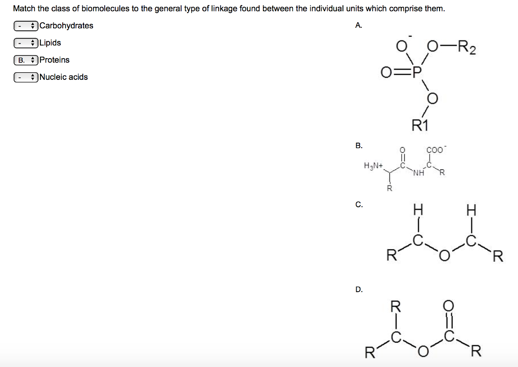 Solved Match the class of biomolecules to the general type