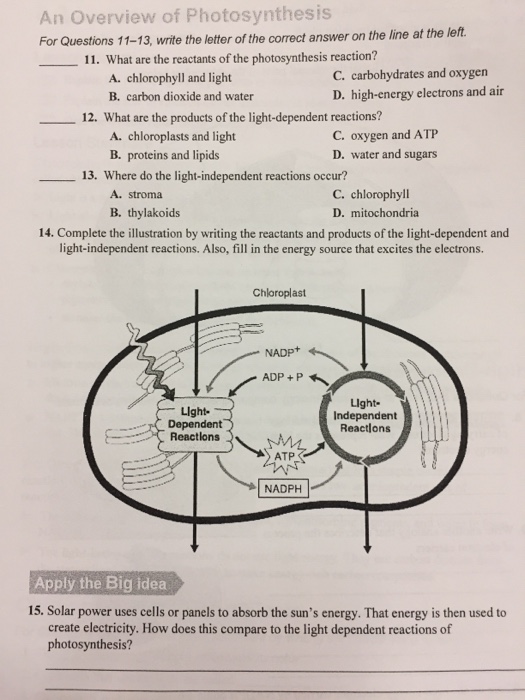Solved Write the letter of the correct answer on the line at | Chegg.com