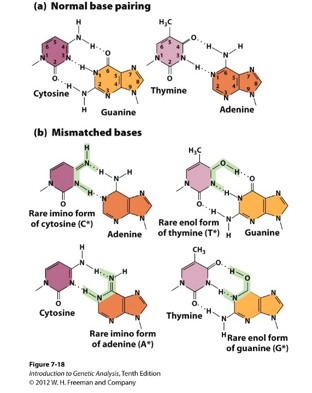 Solved A common error in DNA replication is mismatching base | Chegg.com