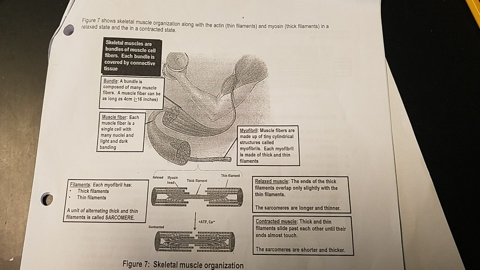 Solved Figure 7 shows skeletal muscle organization along | Chegg.com