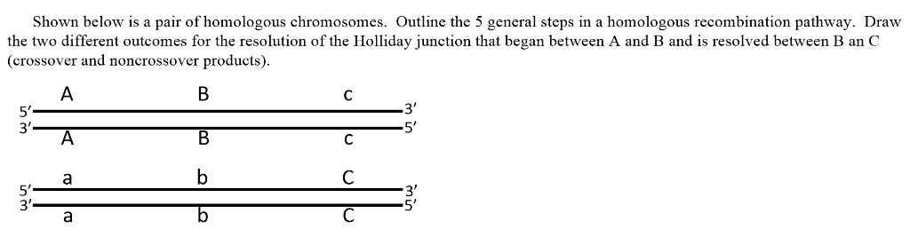 Solved Shown below is a pair of homologous chromosomes. | Chegg.com