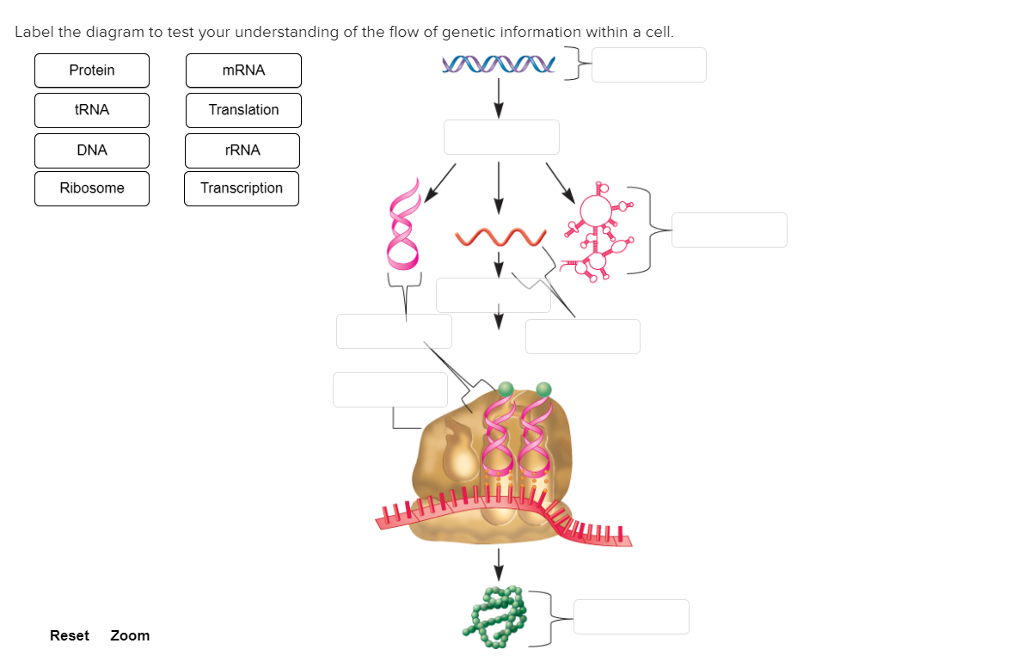 Solved Label the diagram to test your understanding of the | Chegg.com