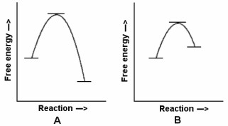 Solved In the reaction energy diagrams shown, reaction A is | Chegg.com