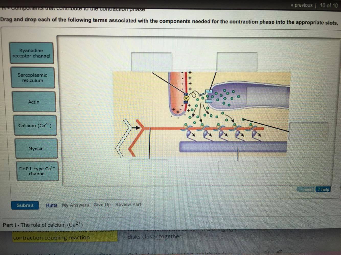 Solved Drag and drop each of the following terms associated