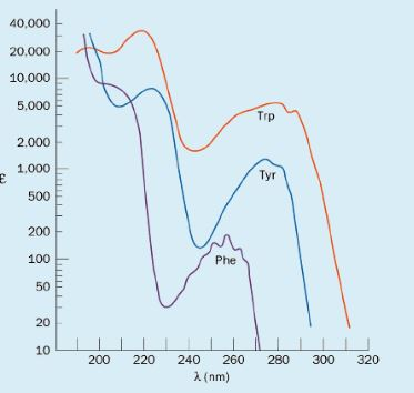 Solved The absorption spectra for three different amino | Chegg.com