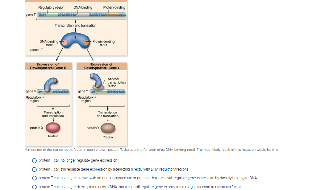 Solved Regulatory region DNAbinding Proteinbinding gene T