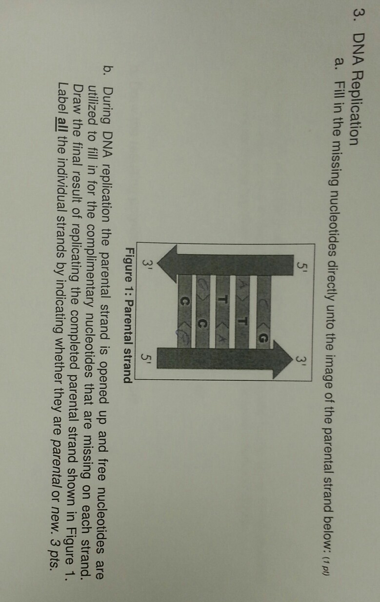 Solved 3. DNA Replication a. Fill in the missing nucleotides