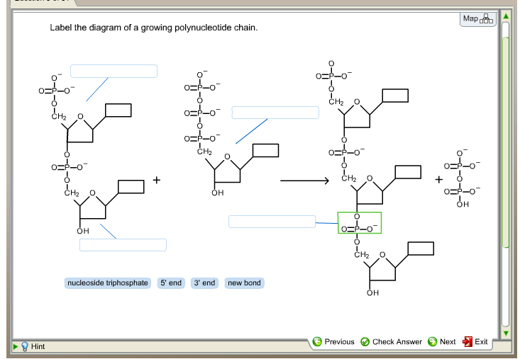 Solved Label the diagram of a growing polynucleotide chain