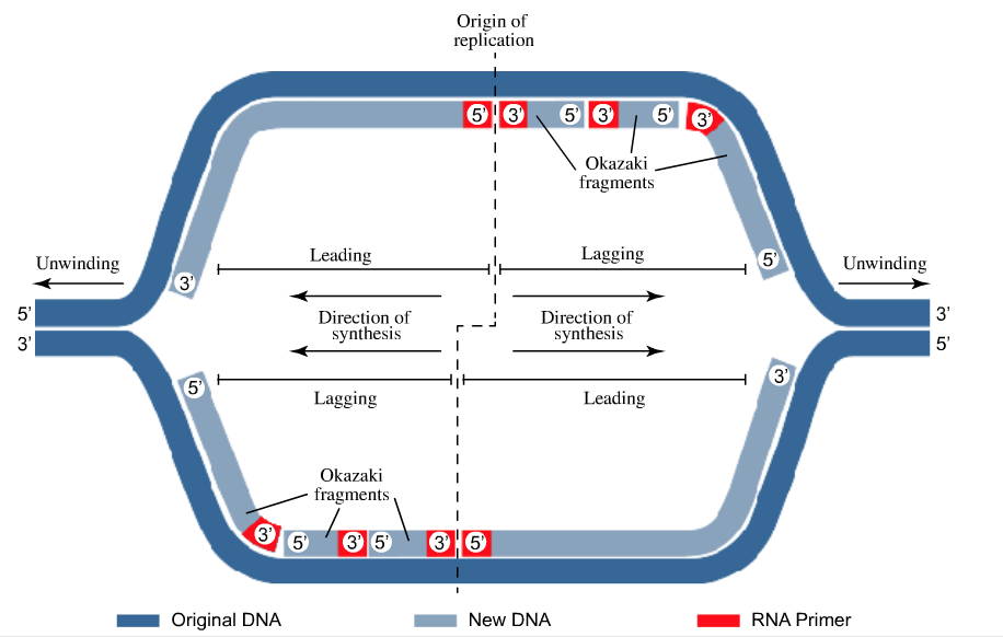 An Okazaki Fragment Has Which Of The Following Arrangements