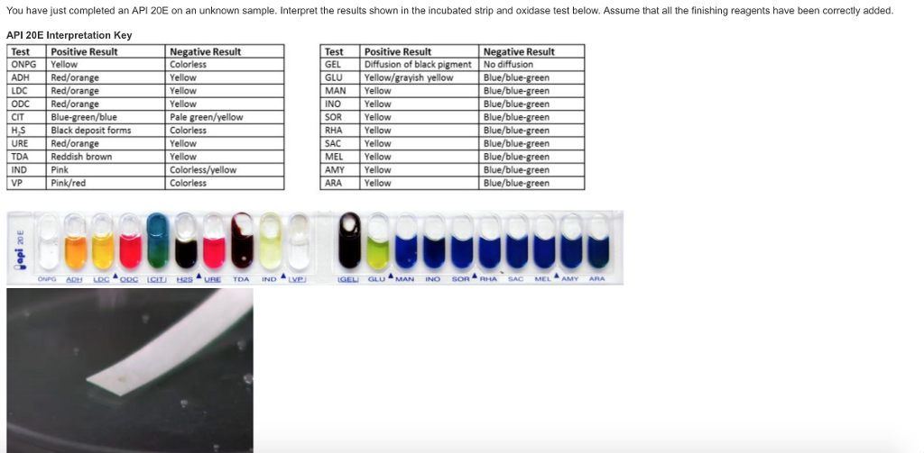Api 20e Color Chart api-20e-color-chart