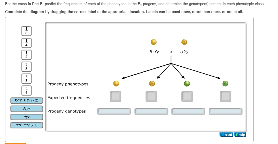 Solved For The Cross In Part B. Predict The Frequencies Of | Chegg.com