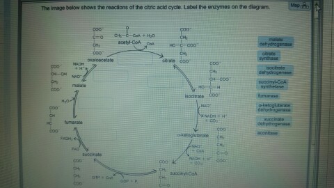 The Image Below Shows The Reactions Of The Citric Acid Cycle Label The ...