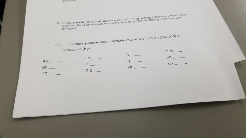 Solved 36.) In Dogs, Black Fur (B) Is Dominant Over Yellow | Chegg.com