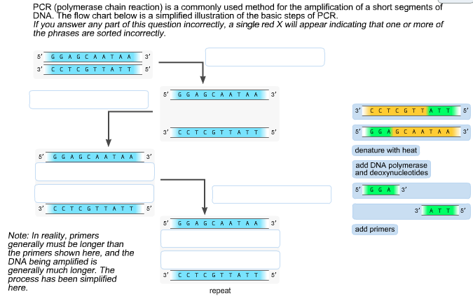 [DIAGRAM] Diagram Showing Steps Of Pcr - MYDIAGRAM.ONLINE