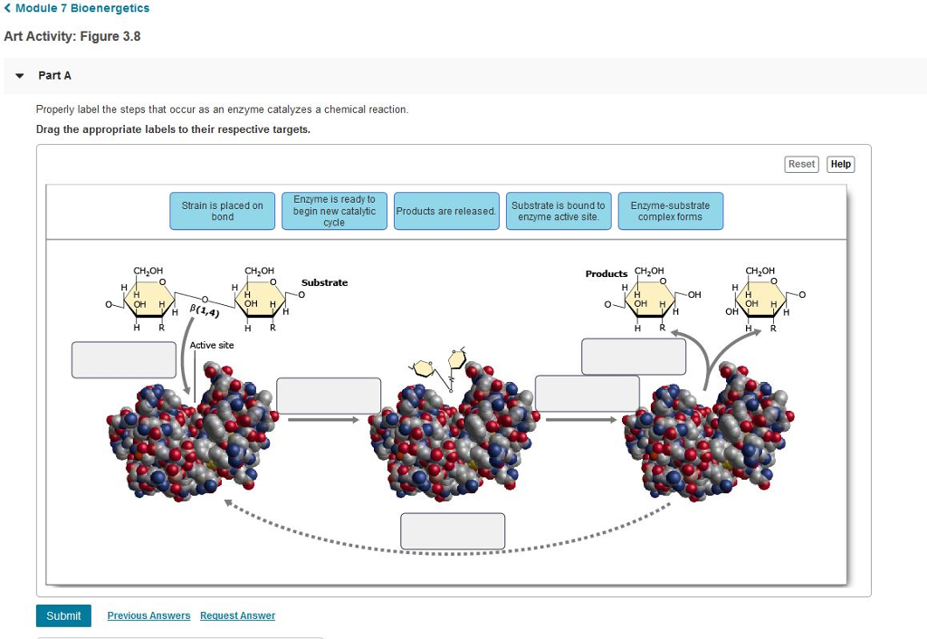 Solved Properly label the steps that occur as an enzyme