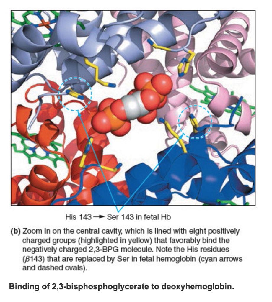 solved-problem-7-12-a-the-2-3-bpg-binding-site-is-located-chegg