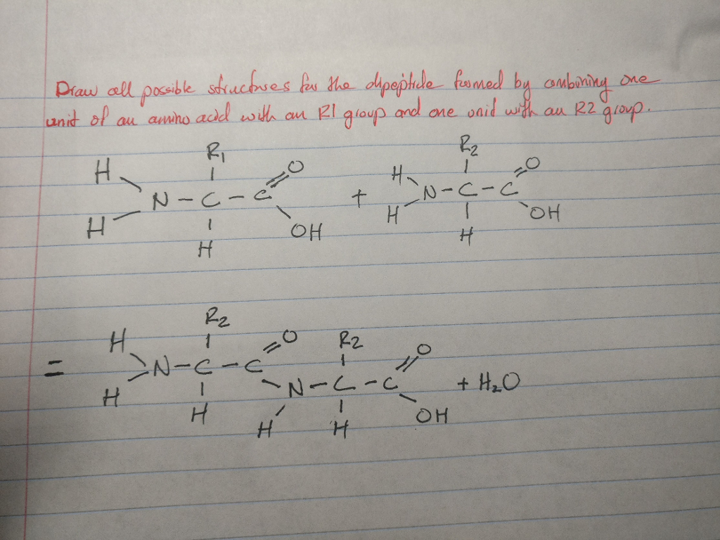 solved-draw-all-possible-structures-for-the-dipeptide-formed-chegg