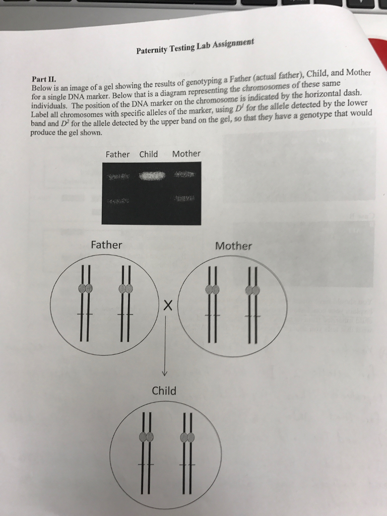 Solved Paternity Testing Lab Assignment Part II. Below is an | Chegg.com