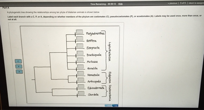 Solved A phytogenetic tree showing the relationships among Chegg