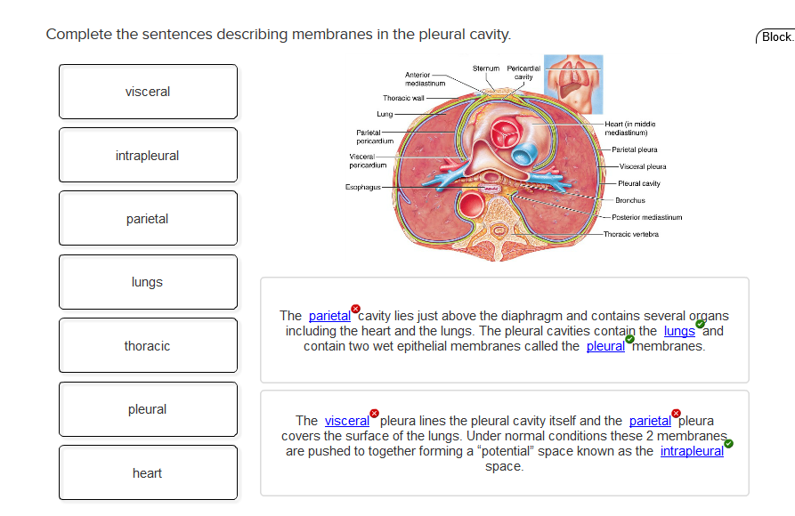Solved Complete the sentences describing membranes in the