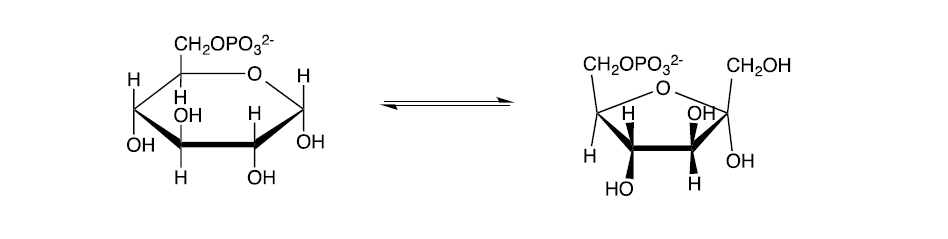 Solved Phosphoglucose isomerase catalyzes the conversion | Chegg.com