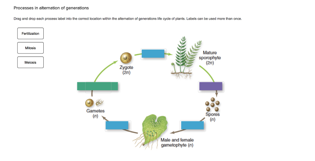 35 Can You Label A Diagram Of The Alternation Of Generations Life Cycle