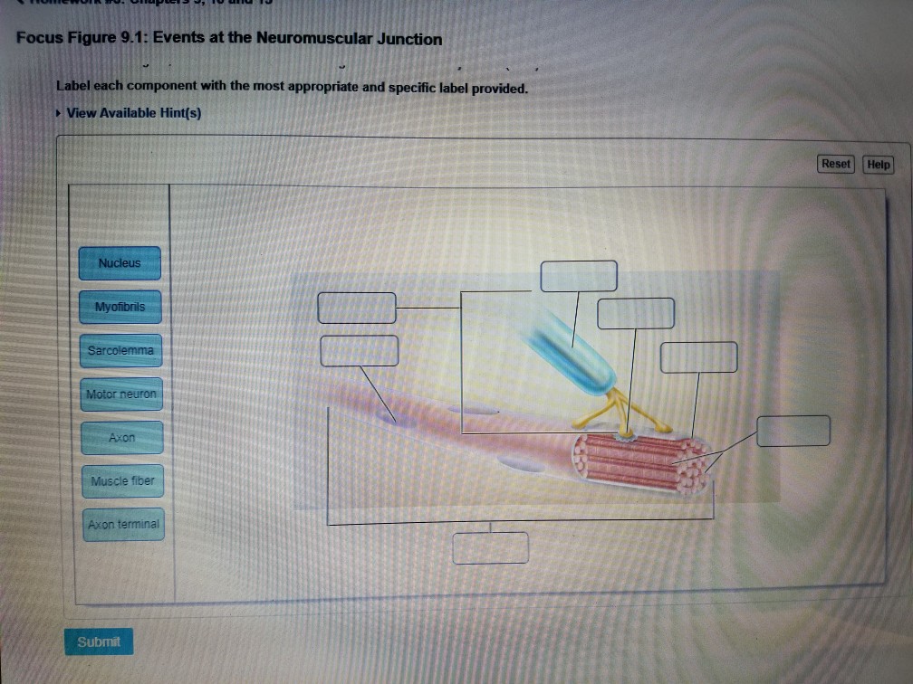 Solved: Focus Figure 9.1: Events At The Neuromuscular Junc... | Chegg.com