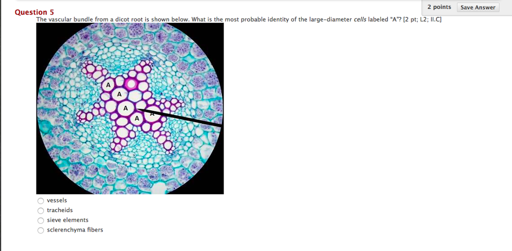 Vascular Bundle Dicot