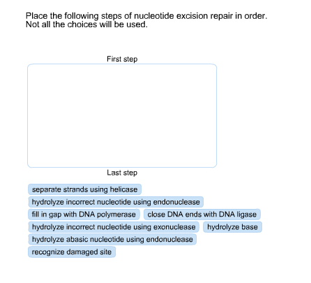 Solved Place the following steps of nucleotide excision | Chegg.com