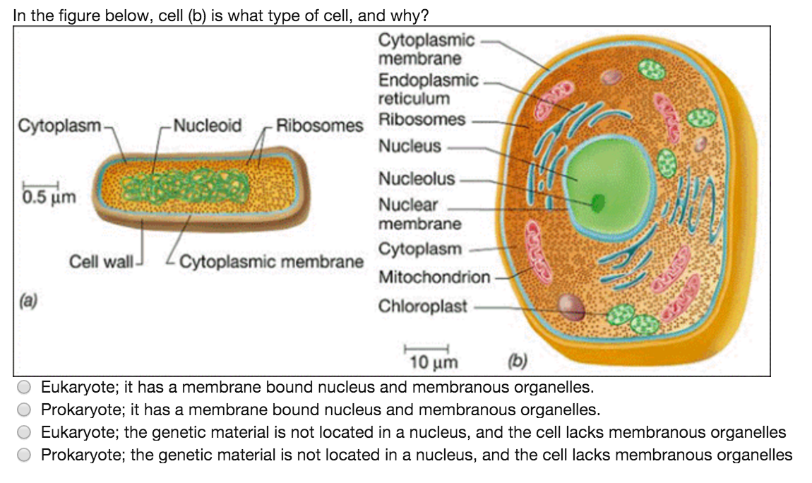 Solved In the figure below, cell (b) is what type of cell, | Chegg.com