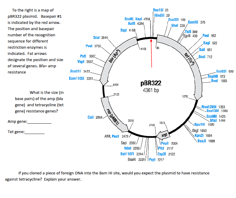 Solved To the right is a map of pBR322 plasmid. Basepair#l | Chegg.com