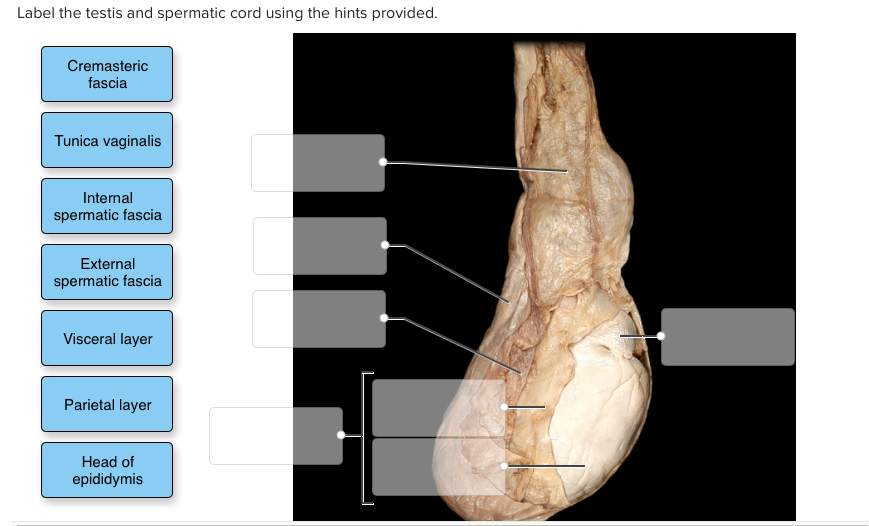 solved-label-the-testis-and-spermatic-cord-using-the-hints-chegg