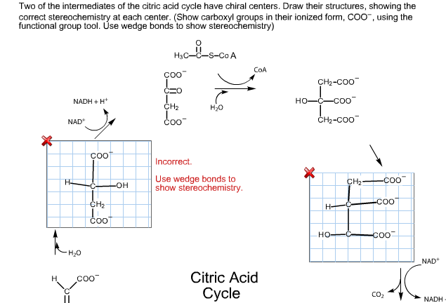 Solved Two Of The Intermediates Of The Citric Acid Cycle | Chegg.com