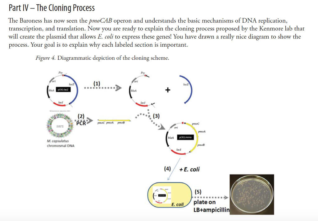 Transcription And Translation Diagram Labeled - Hanenhuusholli