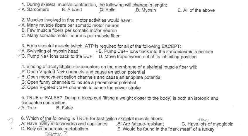 Solved 1. During skeletal muscle contraction, the following | Chegg.com