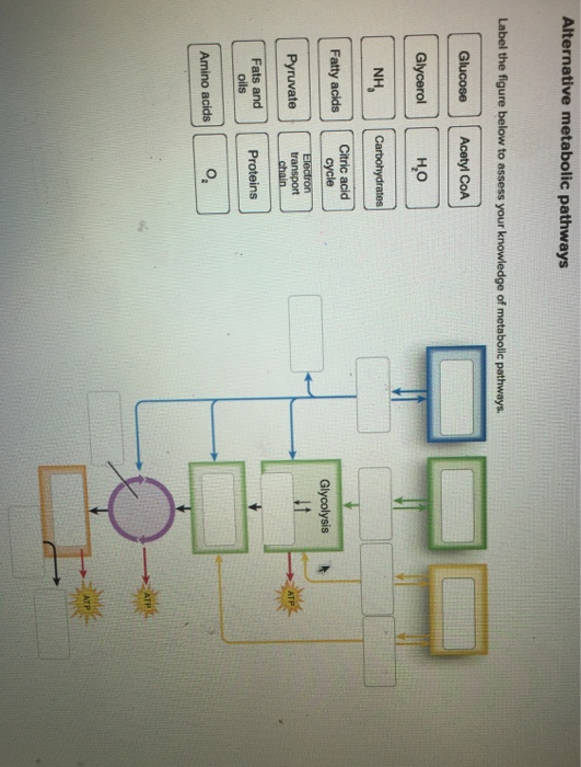 Solved Label The Figure Below To Assess Your Knowledge Of | Chegg.com