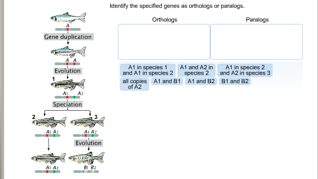 Solved Identify The Specified Genes As Orthologs Or