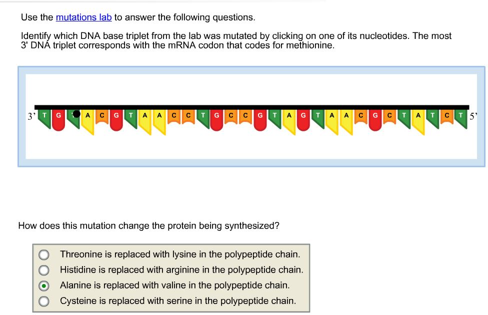 Solved Use the mutations lab to answer the following | Chegg.com